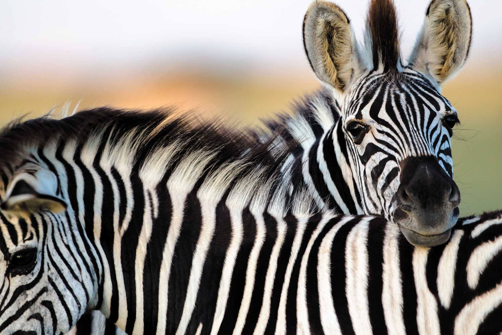 Improbable chasse aux z&egrave;bres pr&egrave;s de la capitale am&eacute;ricaine