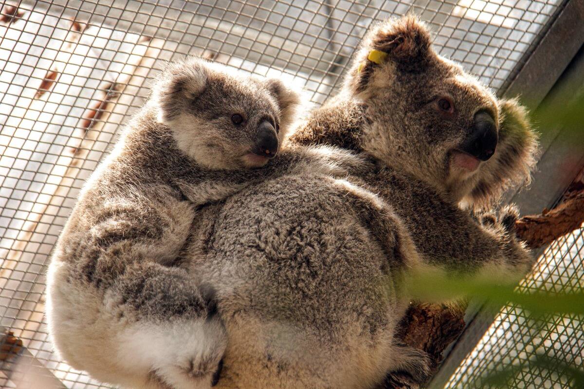 L&rsquo;Australie d&eacute;pensera 50 millions $ pour prot&eacute;ger les koalas