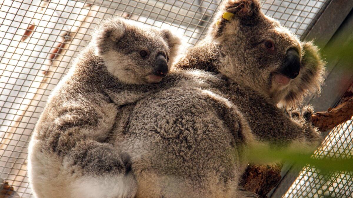 L’Australie dépensera 50 millions $ pour protéger les koalas