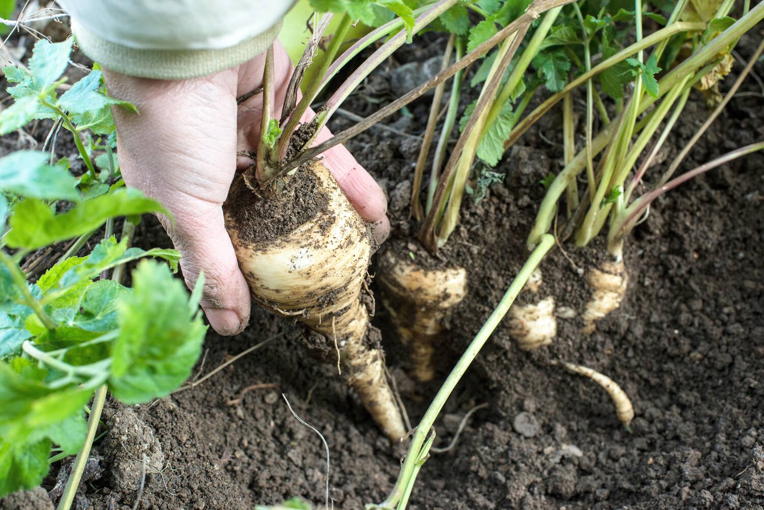 Tout ce que vous devez savoir sur les légumes racines | JDM