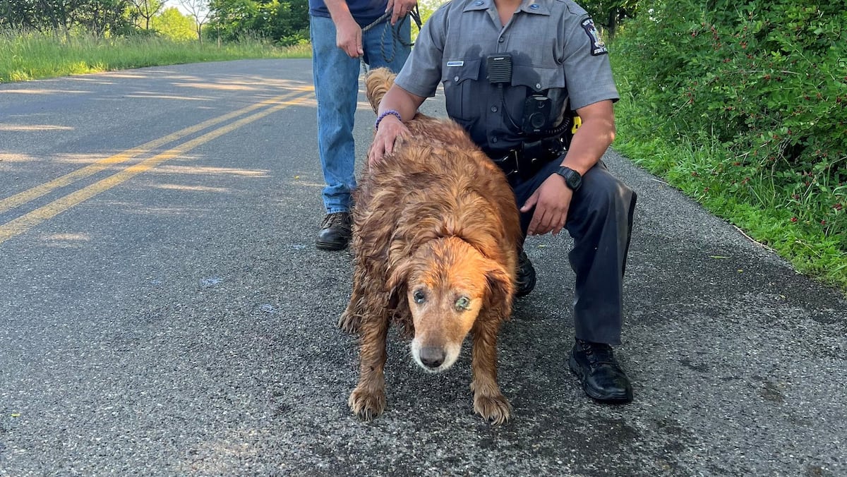 Un chien de 13 ans sauvé dans une opération hors du commun
