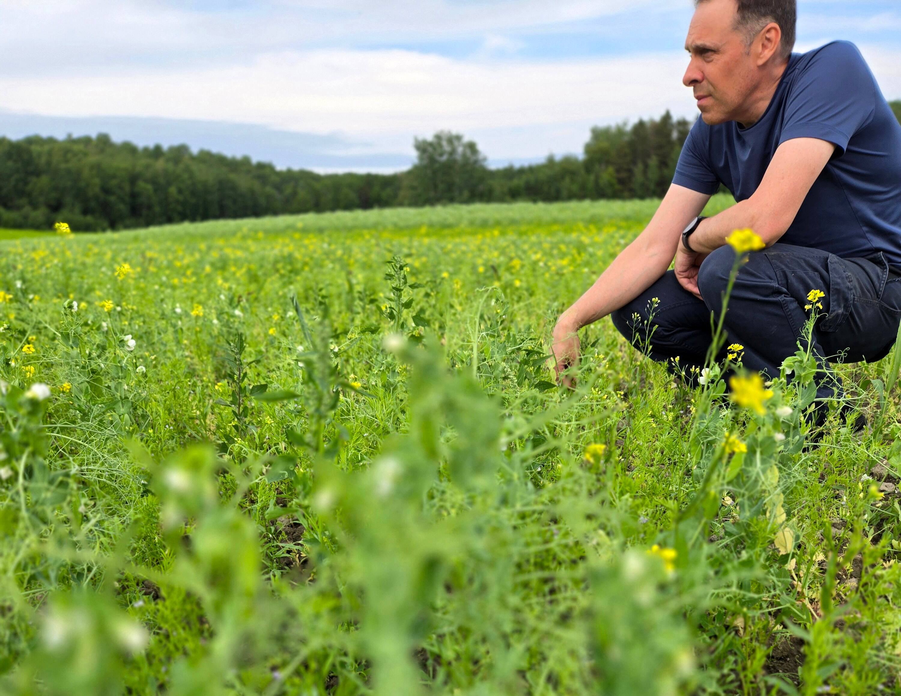 Scandale des lentilles canadiennes contaminées au glyphosate en France: est-ce que ça touche les lentilles québécoises?