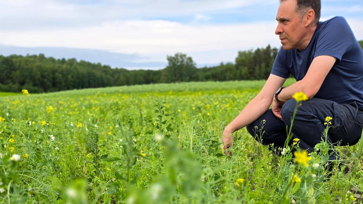 Scandale des lentilles canadiennes contaminées au glyphosate en France: est-ce que ça touche les lentilles québécoises?