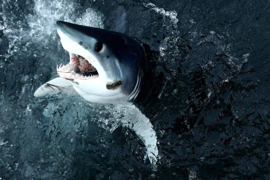 Image principale de l'article Bientôt interdit de capturer le requin-taupe bleu