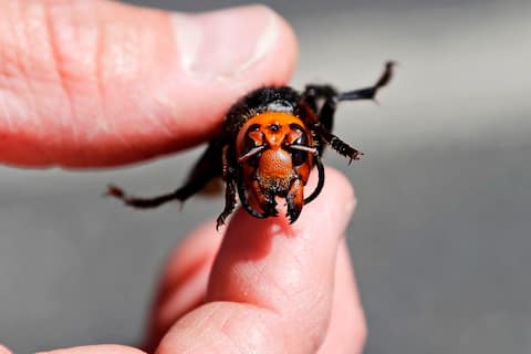 Cuernos americanos-científicos-asiáticos