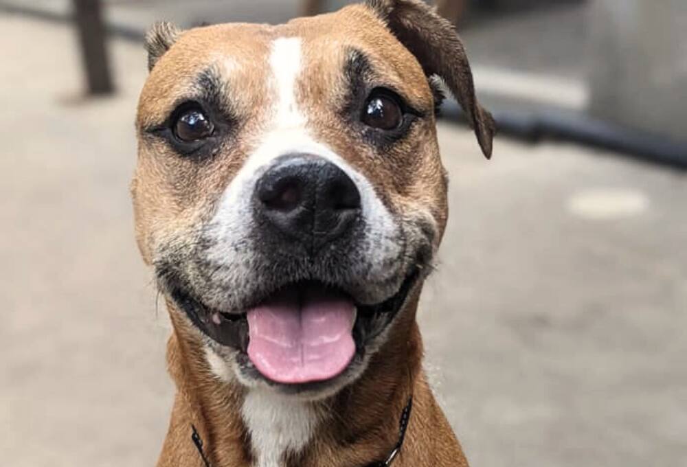 À la recherche d'une famille dévouée pour Roxy