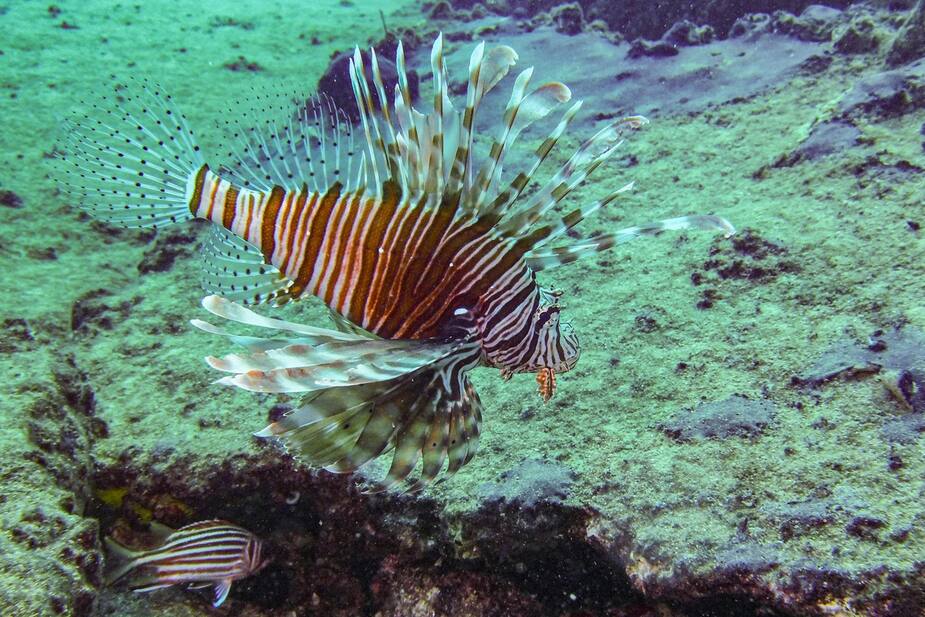 Image principale de l'article Du cuir de poisson au lieu du cuir «traditionnel»