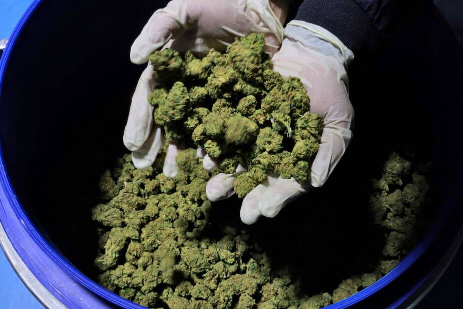 Image principale de l'article Du cannabis contaminé aux opioïdes