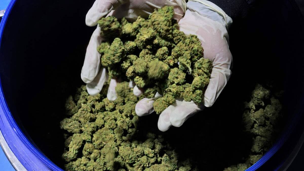 Alerte surdose : du cannabis contaminé avec des opioïdes