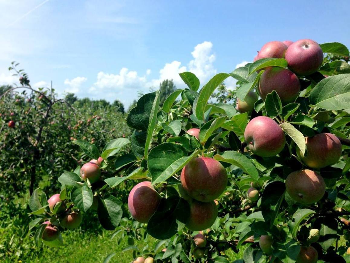 changements-climatiques-les-producteurs-de-pommes-r-clament-du