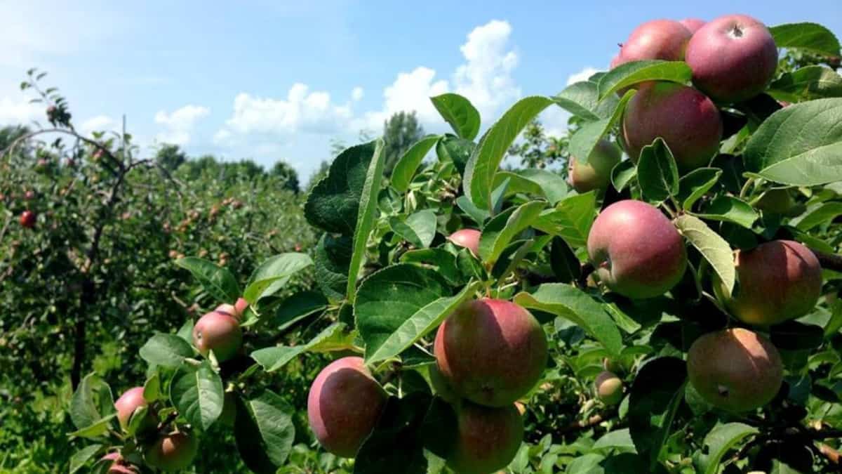Changements Climatiques Les Producteurs De Pommes R clament Du changements-climatiques-les-producteurs-de-pommes-r-clament-du