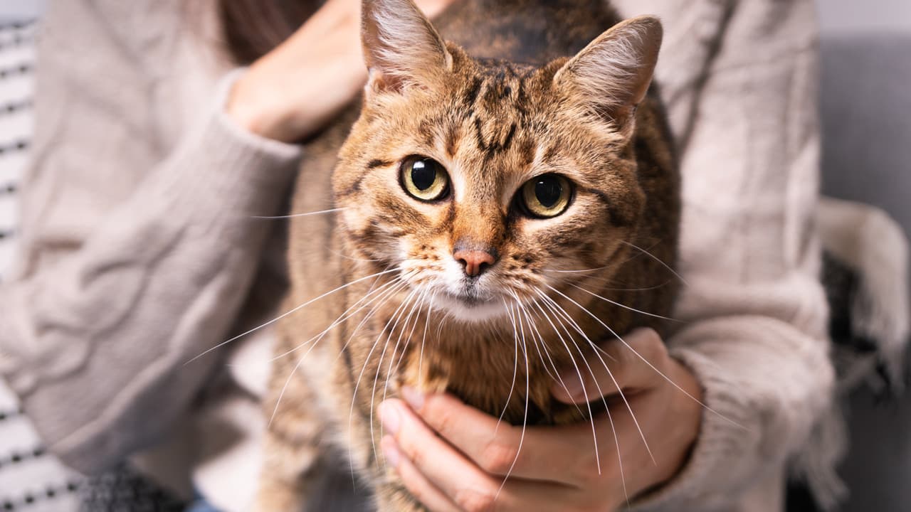 SPCA : ce qui se passe vraiment en coulisses