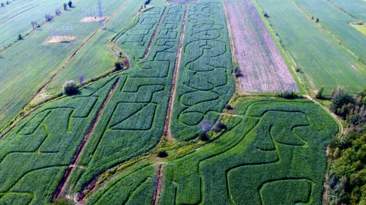 Le plus grand labyrinthe de maïs au monde bientôt à SainteJulie? TVA Nouvelles