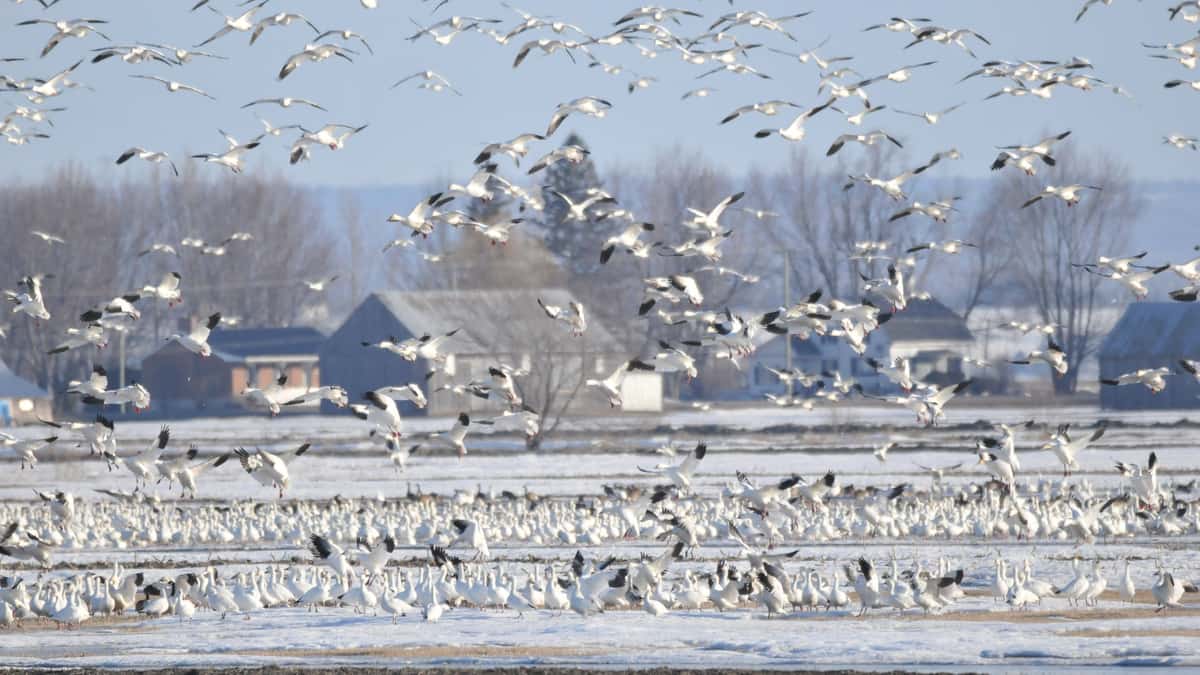 Beaucoup d’oies sauvages dans les champs agricoles: des interventions s’imposent