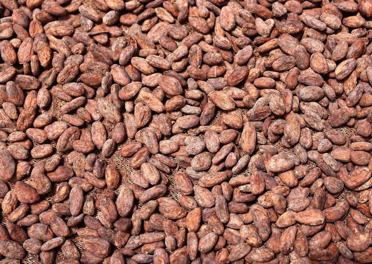 Production de chocolat en danger: course contre la montre pour d&eacute;velopper un substitut au cacao