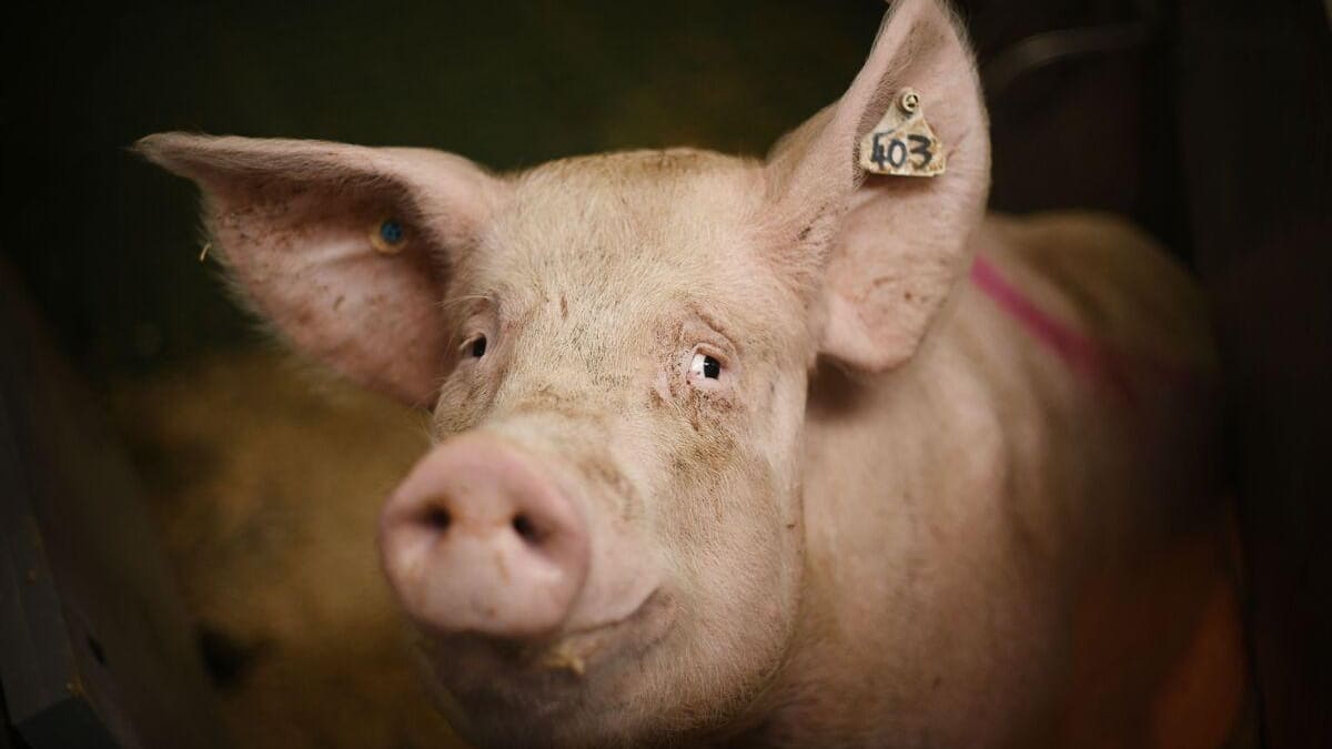 Filière porcine: les Éleveurs de porcs du Québec en colère contre Olymel