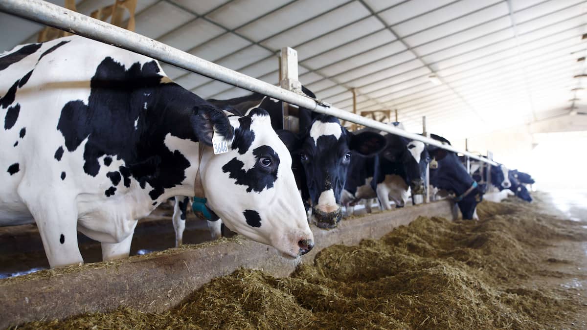 Des batteries conçues à partir d’excréments de vache