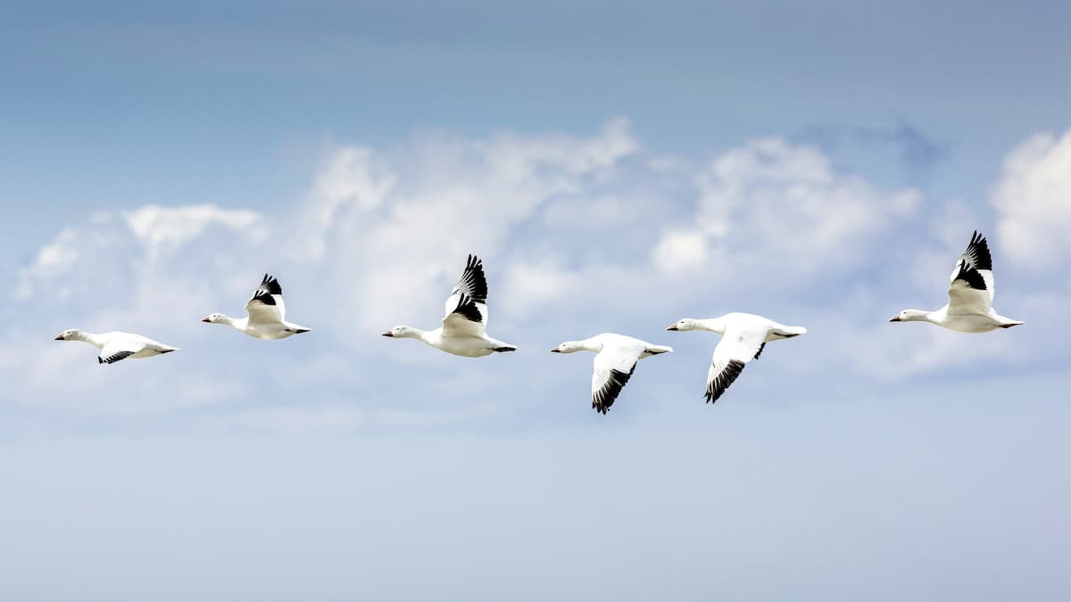 Le ballet des oies des neiges à Baie-du-Febvre entre la route 132 et le lac Saint-Pierre, à l’est de Sorel-Tracy