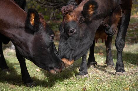 Vache Quebec Il faut sauver la vache canadienne, presque disparue, qui donne un lait ...