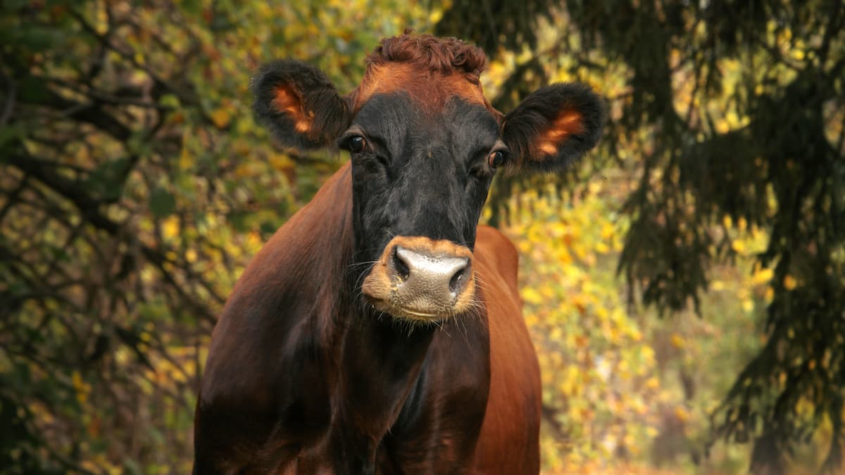 Vache Quebec Il faut sauver la vache canadienne, presque disparue, qui donne un lait ...