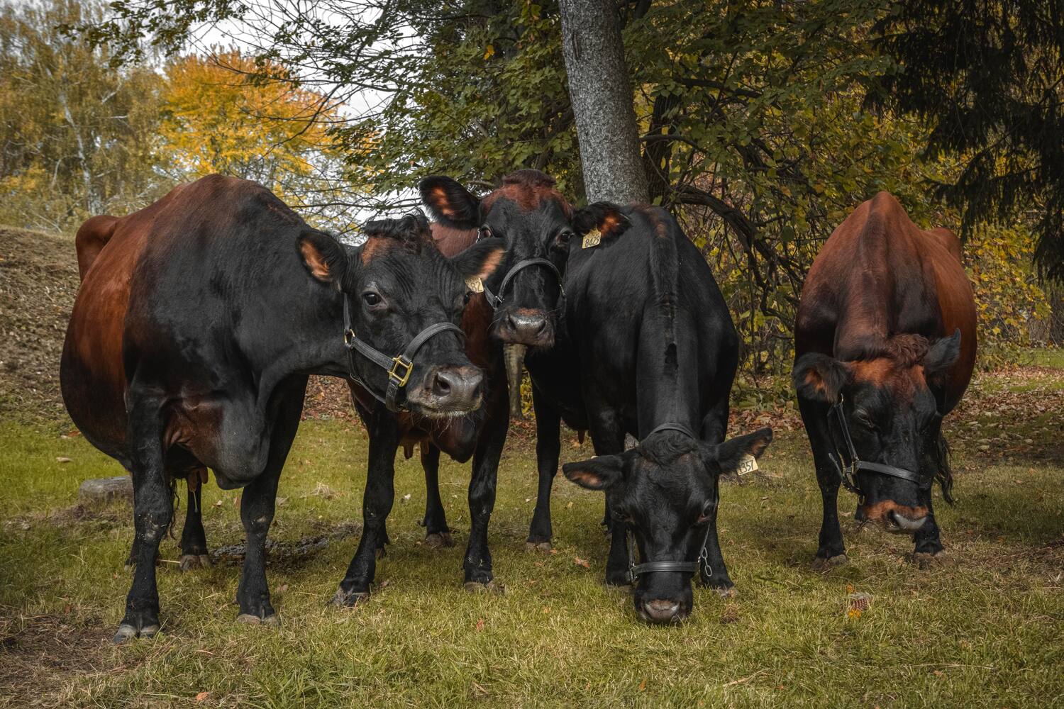 Vache Quebec Il faut sauver la vache canadienne, presque disparue, qui donne un lait ...