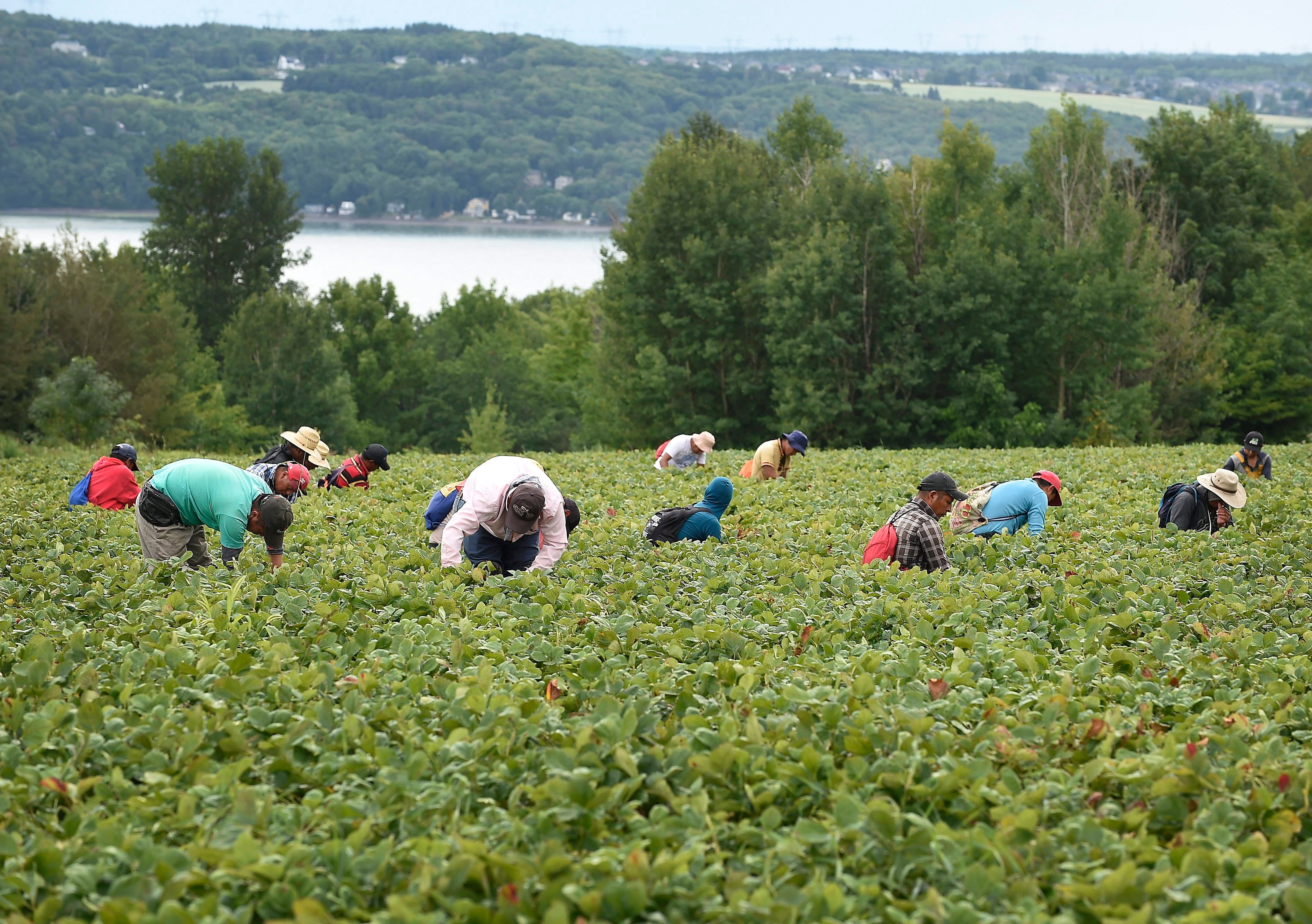 Pénurie de main-d'œuvre : Les immigrants ne viennent plus « voler nos jobs »