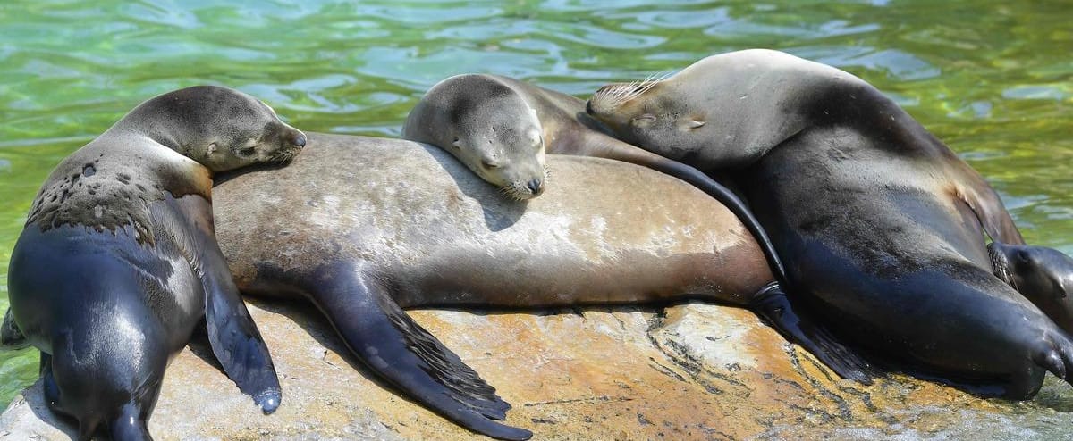 México: uma colônia de leões marinhos se rebelando contra sua extinção México: uma colônia de leões marinhos se rebelando contra sua extinção