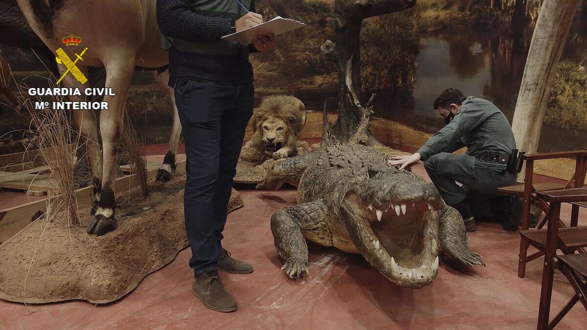 [EN IMAGES] Plus de 1000 animaux empaillés saisis en Espagne JDM