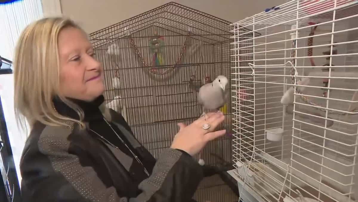 Grands besoins en santé mentale: les animaux appelés en renfort