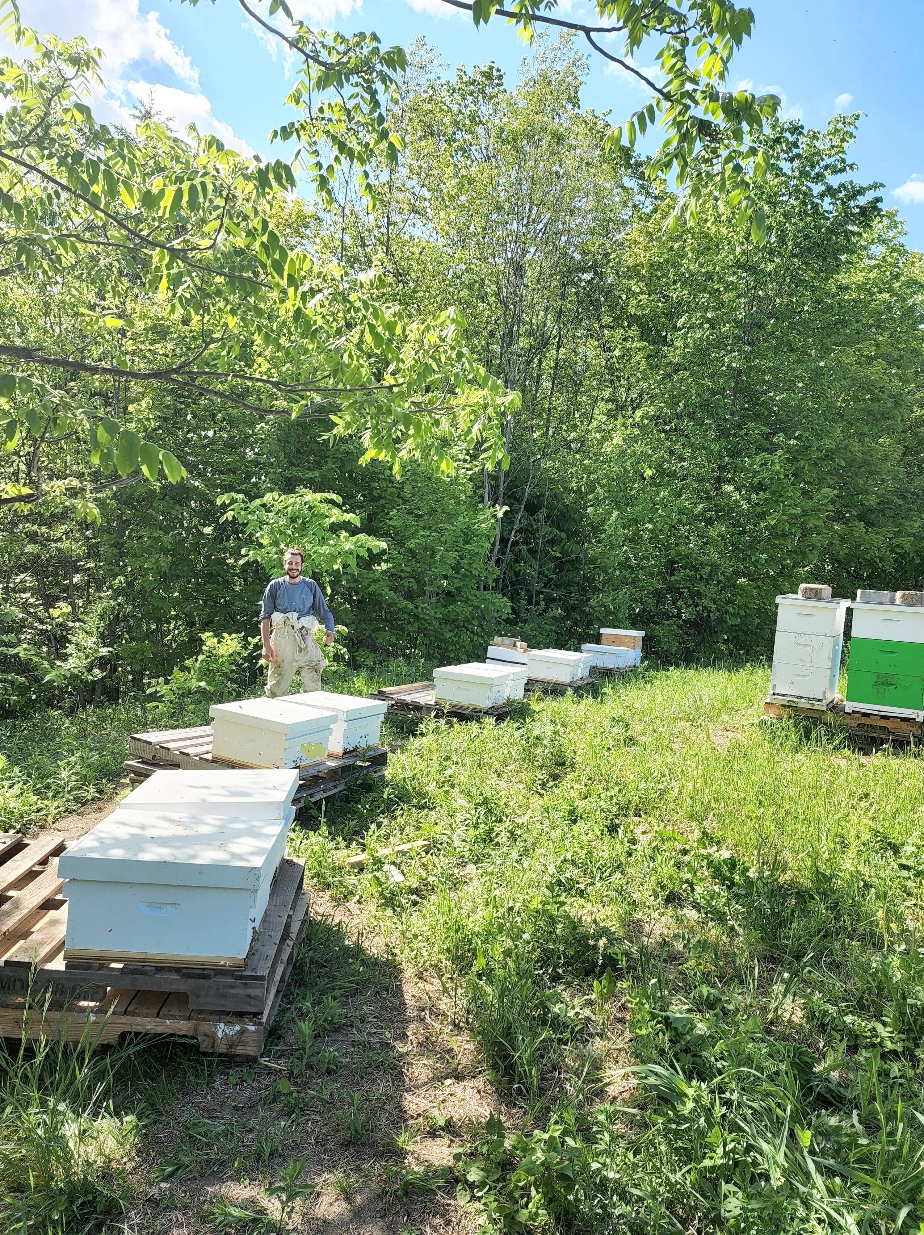 Redoux de février: des températures trop chaudes pour les abeilles | JDM