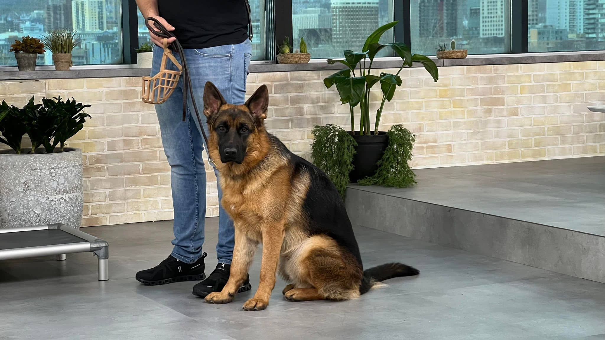 Conseils pour un chien réactif