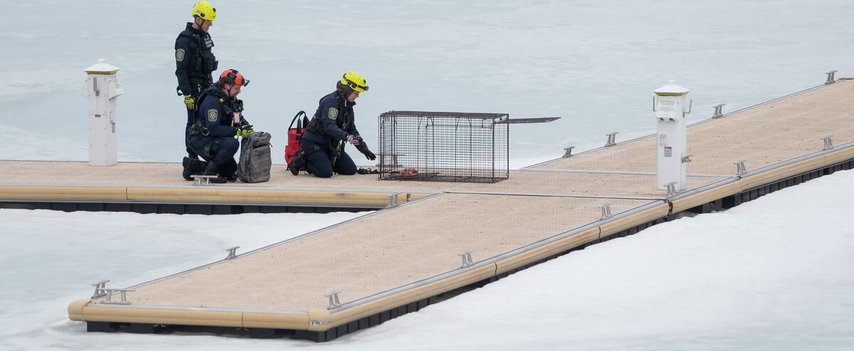 Le renard du Vieux-Port refuse de se laisser attraper