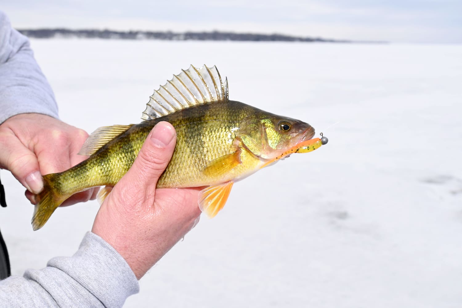 Perchaude Le mois d’hiver le plus prolifique pour la perchaude | JDM