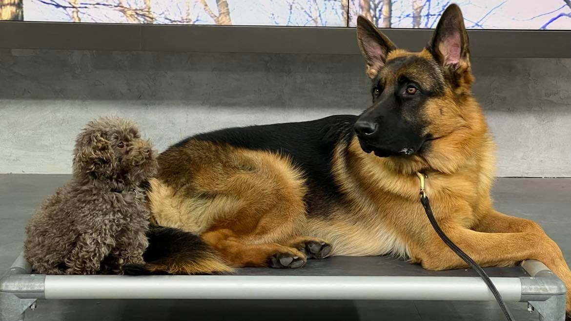 Pratiquer l'exercice du tapis avec son chien