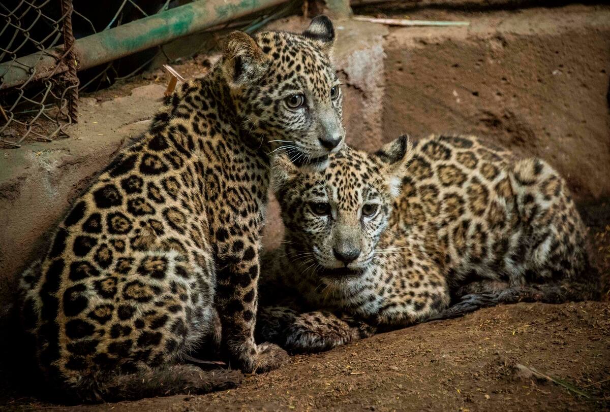 Nicaragua Two Baby Jaguars Saved From The Hands Of Traffickers Thanks To Social Networks Balthazar Korab Share your visit experience about el jaguar, nicaragua and rate it nicaragua two baby jaguars saved from
