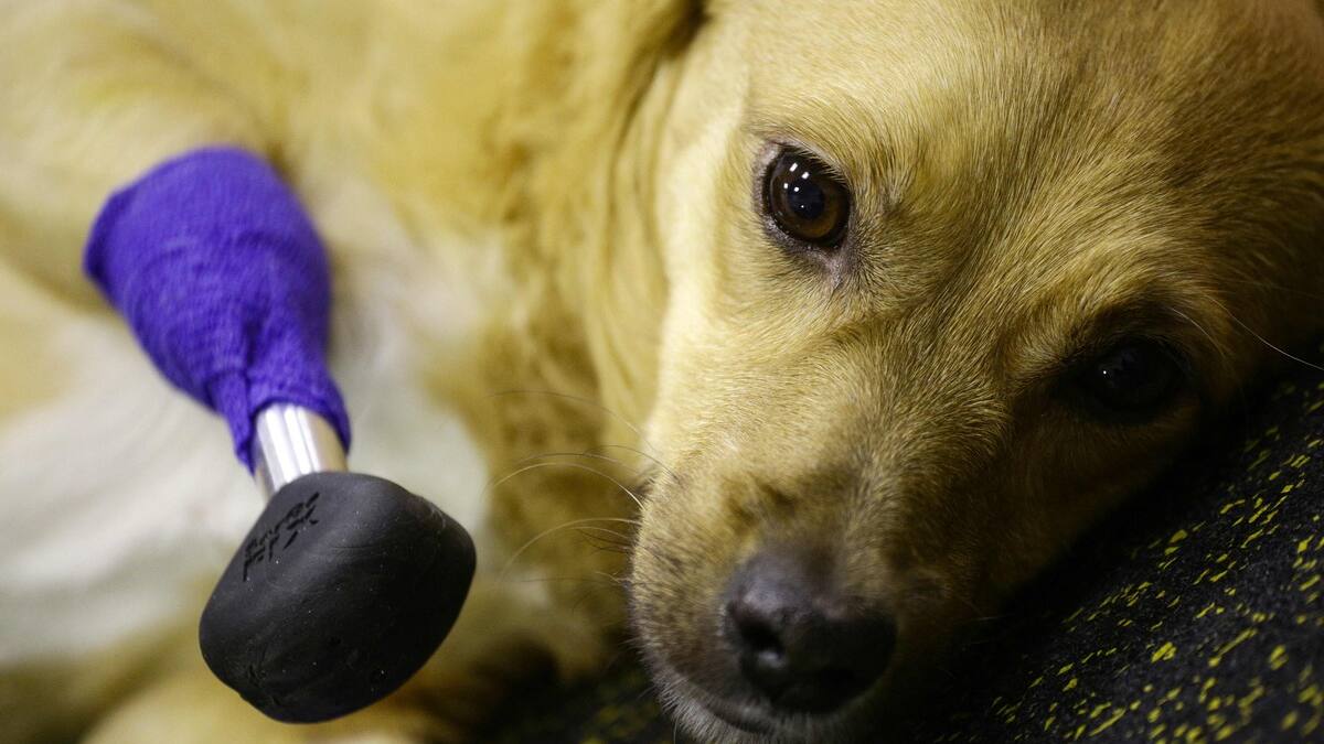 À VOIR | 4 pattes artificielles pour une chienne martyrisée