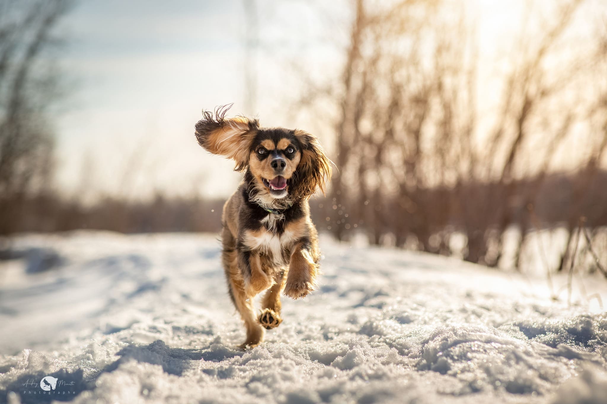 Un site de rencontre pour trouver un match animal