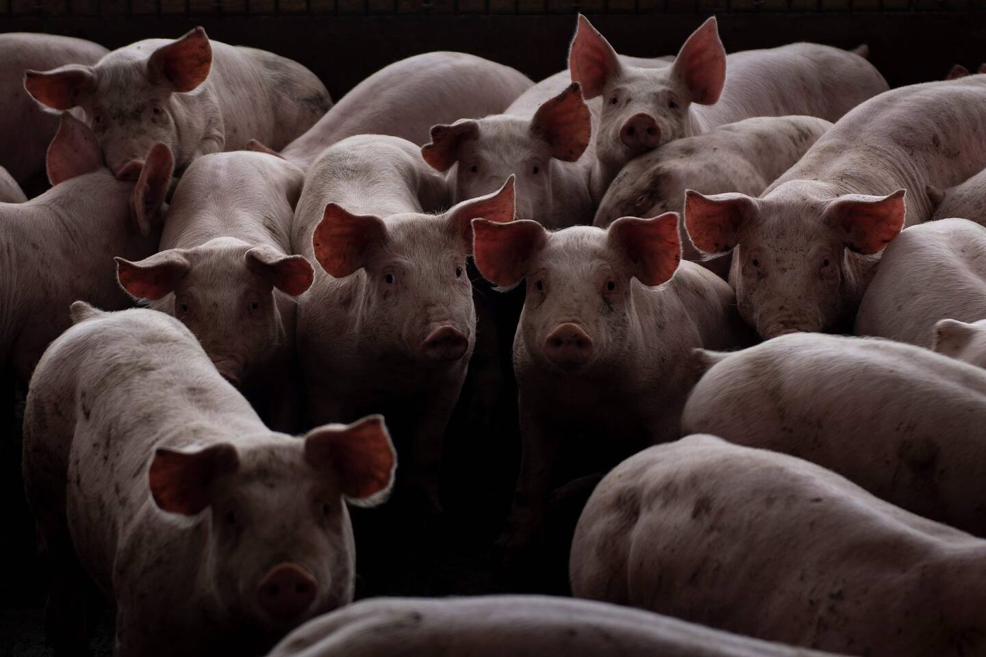 Pénurie de main-d’œuvre: les éleveurs de porcs demandent à Québec et Ottawa d’agir Pénurie de main-d’œuvre: les éleveurs de porcs demandent à Québec et Ottawa d’agir