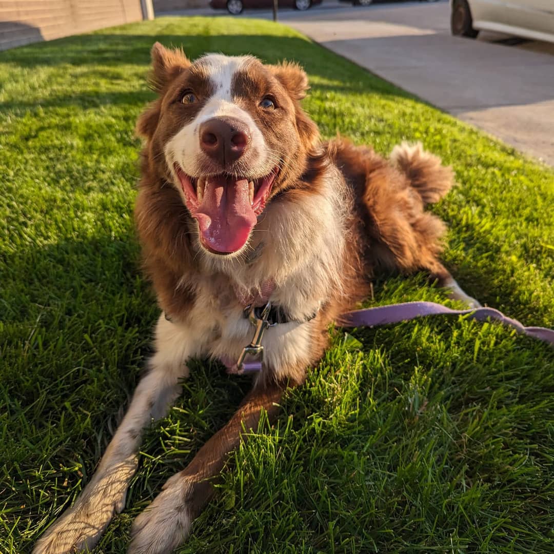 L'énergique chienne Mika se cherche une famille