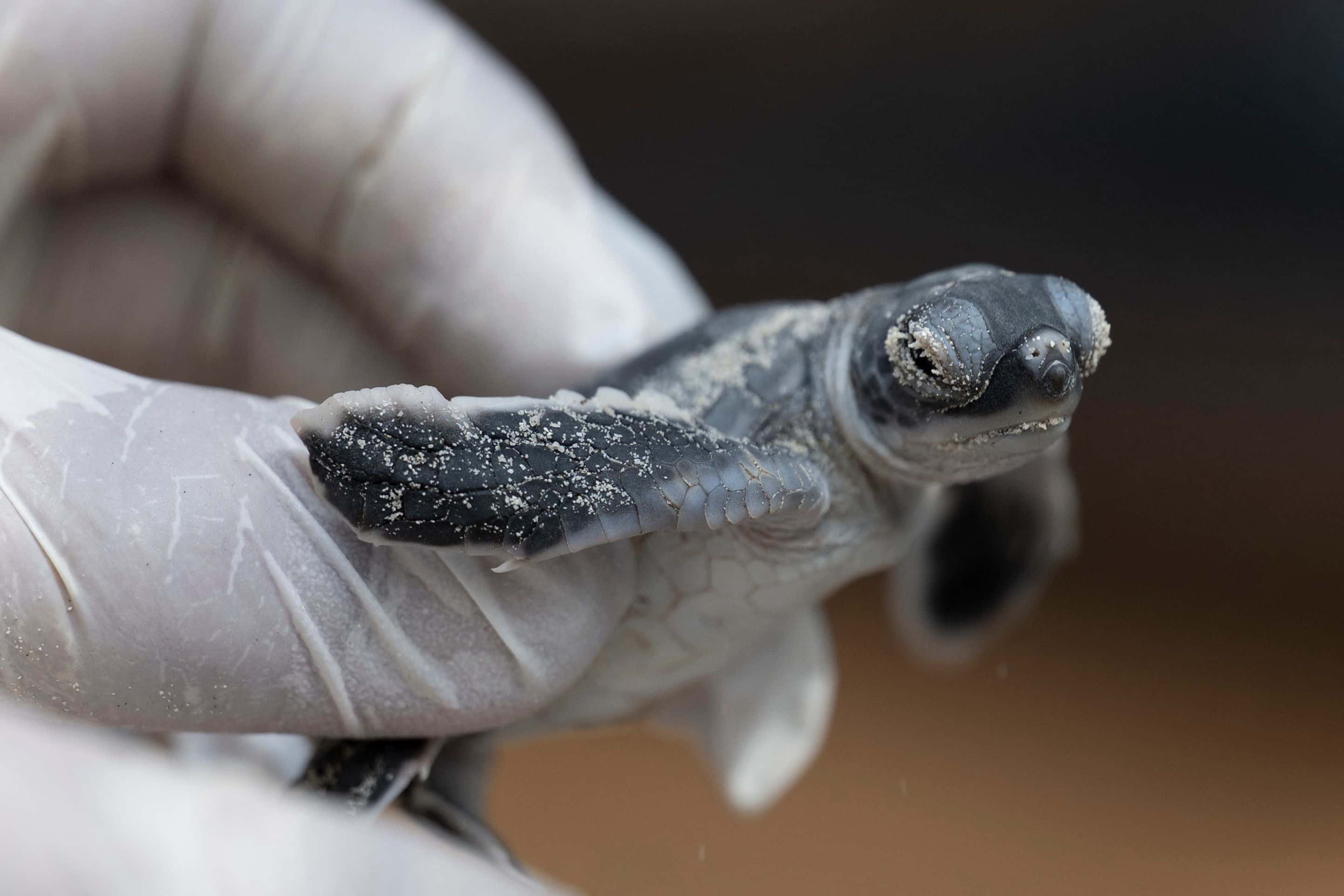 Face au déclin des espèces, la tortue verte offre une lueur d'espoir