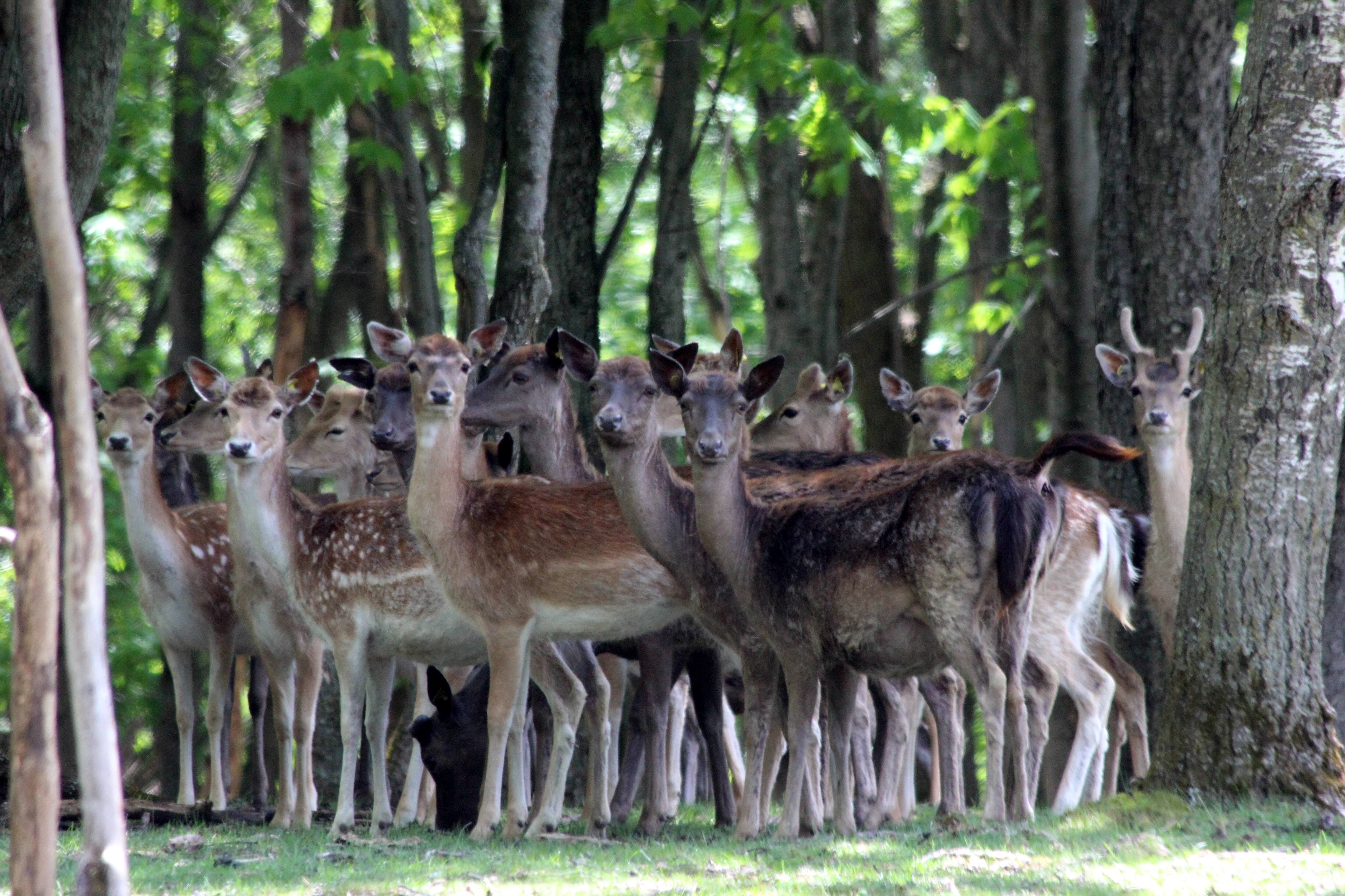 «Ça pourrait être un désastre pour notre faune» : deux daims s'étant ...