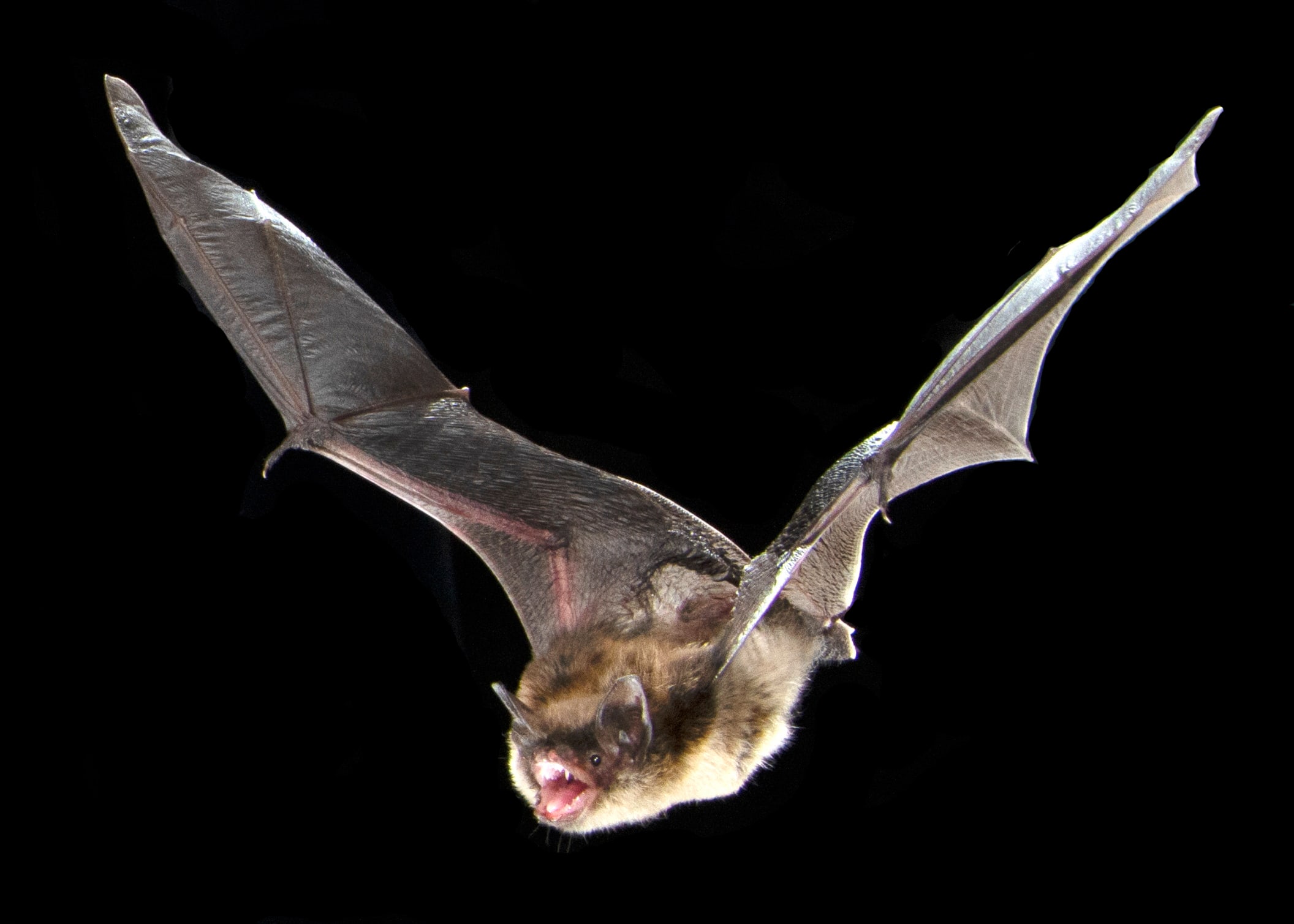 Réveillé par une chauve-souris sur le visage: les jours qui ont précédé la mort d’un garçon de 11 ans atteint de la rage en Ontario