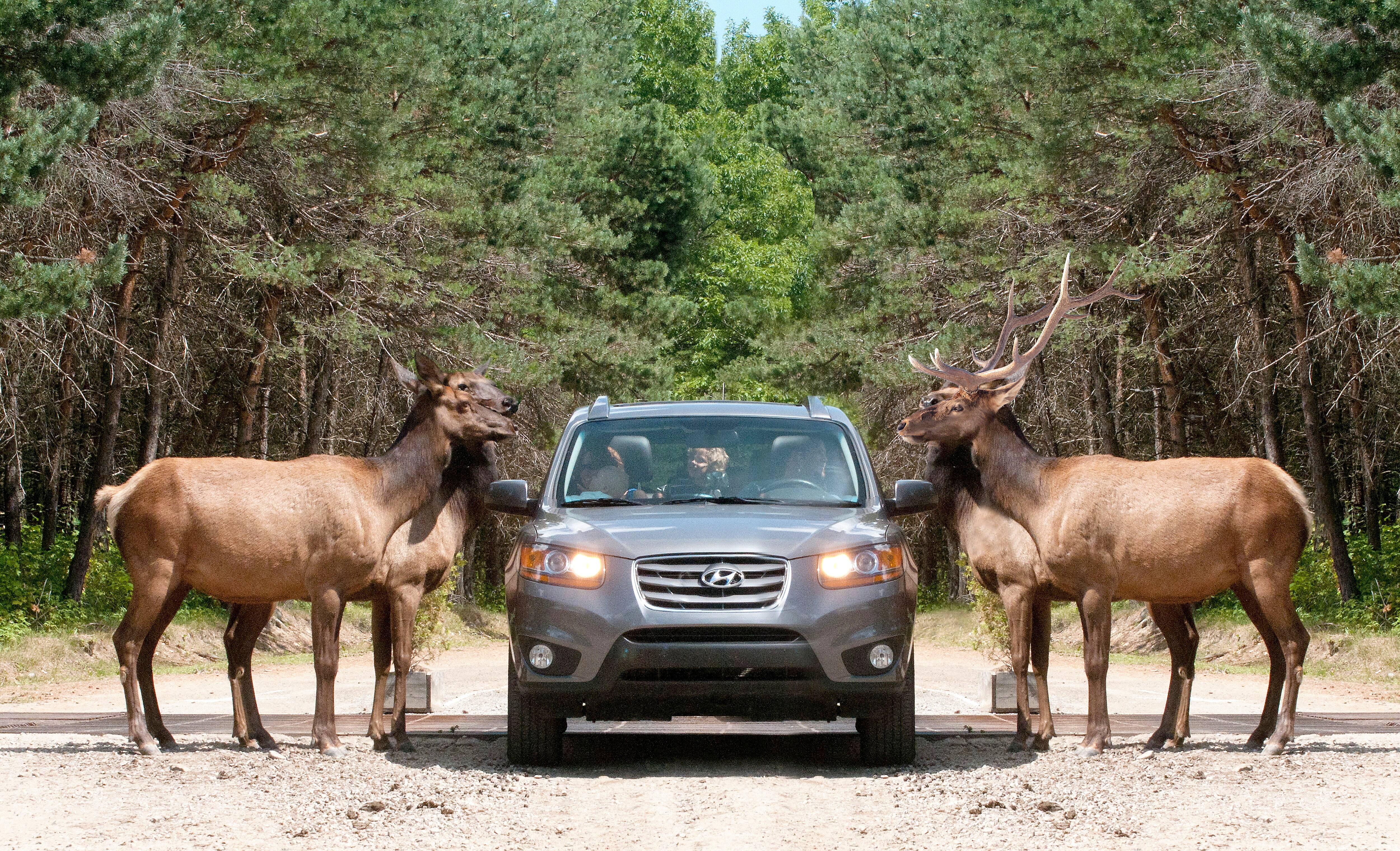Destination Québec: 5 parcs animaliers incontournables | JDM