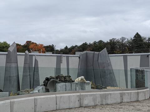 Eddy is alone in his enclosure at the moment, but the Aquarium would like to accommodate three more polar bears in the same space.
