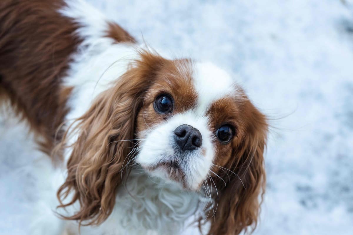 Avl av Cavalier King Charles-hunder er ulovlig i Norge, har Høyesterett bekreftet