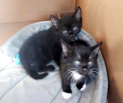 animales salvajes abandonados