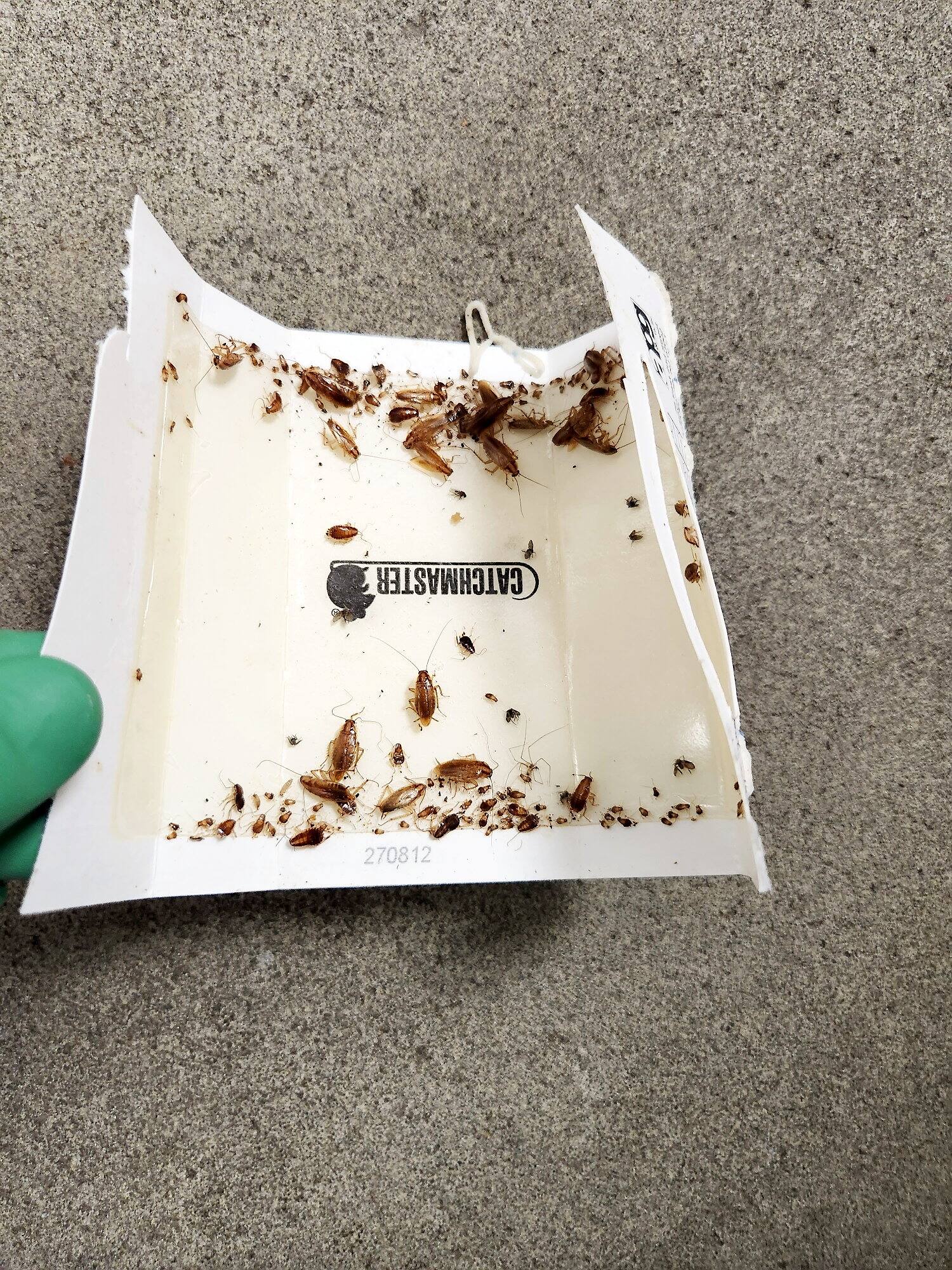 Des centaines de coquerelles dans la cuisine d'un CHSLD