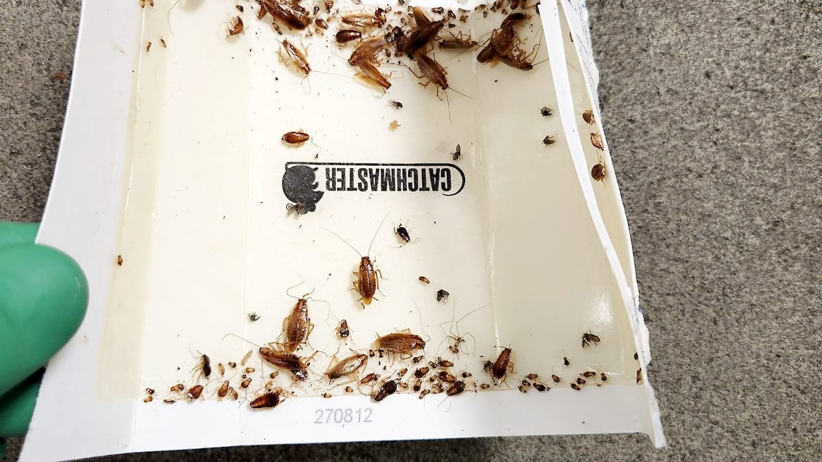 Des centaines de coquerelles dans la cuisine d'un CHSLD