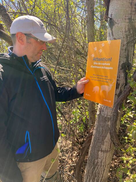 wild boar Yannick Bilodeau, Operations Coordinator Biologist - Wild Boar and Escaped Deer in Lanateer and Laurentides Wildlife Management Department, Ministry of Environment, Climate Change, Wildlife and Parks. He puts up a sign indicating that capture is in progress. Photo by MELCCFP