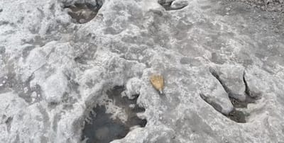Un río seco revela huellas de dinosaurios de 110 millones de años